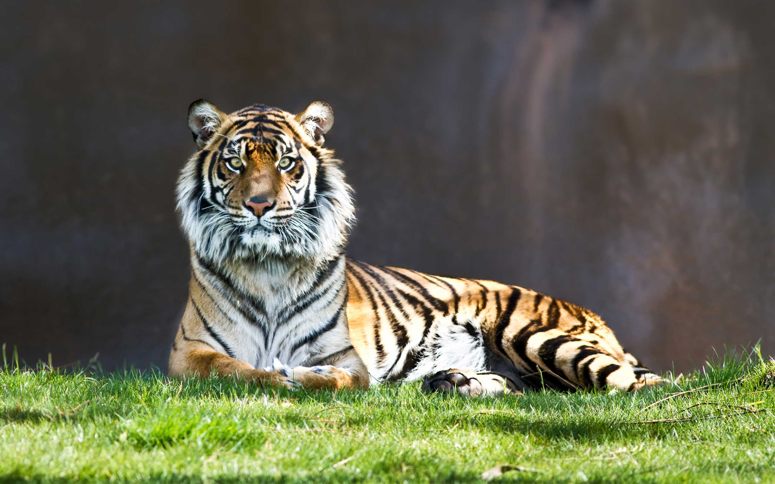 tiger